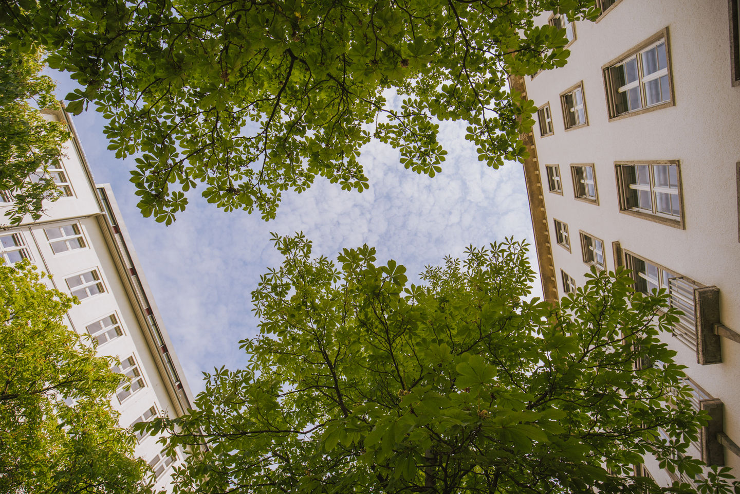 Studium am Campus Schöneberg der HWR Berlin: Blätterdach zwischen Haus B (links) und Haus A (rechts). Foto: Oana Popa-Costea