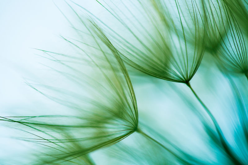 Fedriges Schirmchen der Pusteblume in Nahaufnahme. Foto: © Jasmina007/Getty Images/E+