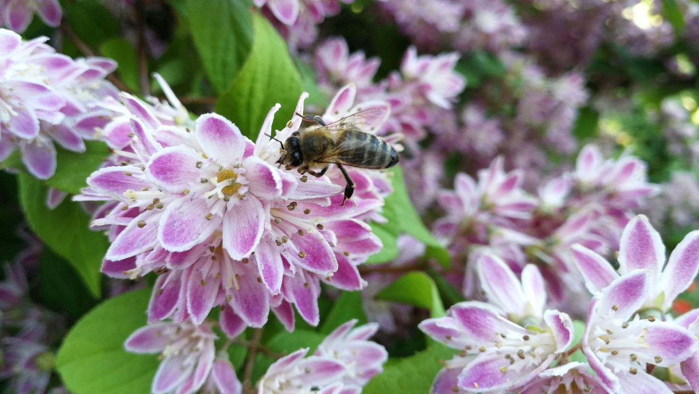 Eine Honigbiene sammelt den Pollen einer pinkfarbenen Blüte. Foto: Sylke Schumann / HWR Berlin