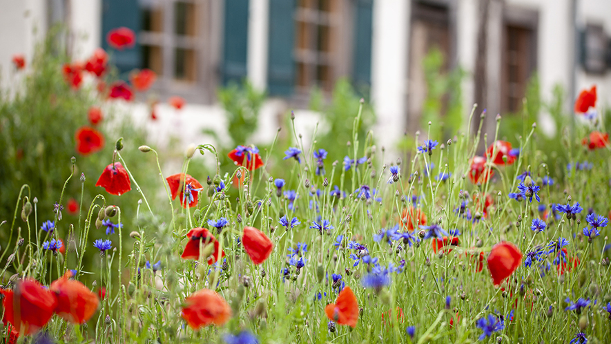 Blumenwiese