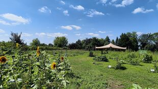Grüne Wiese mit Sonnenblumen links, Bäumen im Hintergrund und einem kleinen Zelt rechts unter blauem Himmel mit wenigen Wolken