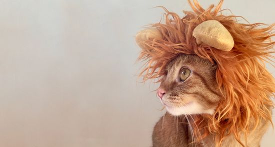 Katze mit Löwenmähne